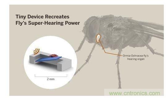 顯示研究人員們經(jīng)由這種寄生蠅的聲音處理機(jī)制啟發(fā)，開(kāi)發(fā)出一款低功耗的麥克風(fēng)組件。