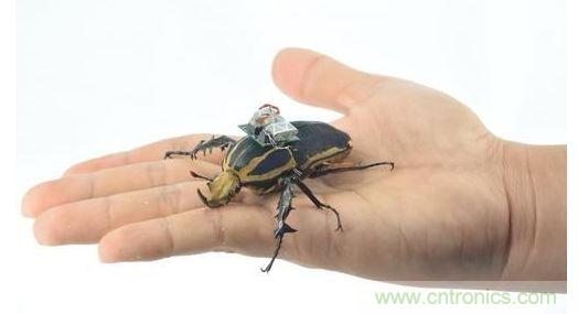 研究人員觀察手中的花甲蟲及其背包等細(xì)節(jié)。