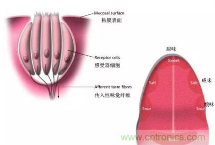 仿生傳感器的定義、原理、分類及應(yīng)用