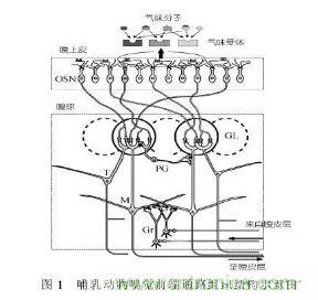 仿生傳感器的定義、原理、分類及應(yīng)用