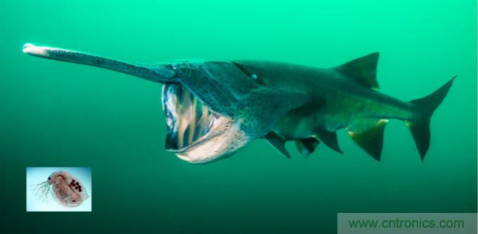 檢測不到信號，是加點噪聲？還是濾除噪聲？