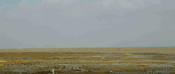 世界濕地日：?？低晹y手一個地球自然基金會，在上海守護(hù)這個重要“驛站”