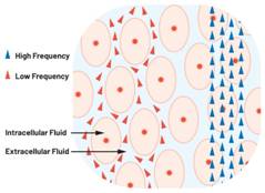  圖1.人體組織的電導(dǎo)率  因此，按照如上初步近似思路，模擬人體行為的電子電路可以建模如下：電阻Ri（細(xì)胞內(nèi)電阻）與電容（細(xì)胞膜電容）串聯(lián)，二者與另一個電阻Re（細(xì)胞外電阻）并聯(lián)，如圖2所示2。人體的阻抗范圍在1 kHz左右的低頻時為10 kΩ至1 MΩ，在1 MHz左右的高頻時為1 kΩ至100 Ω。